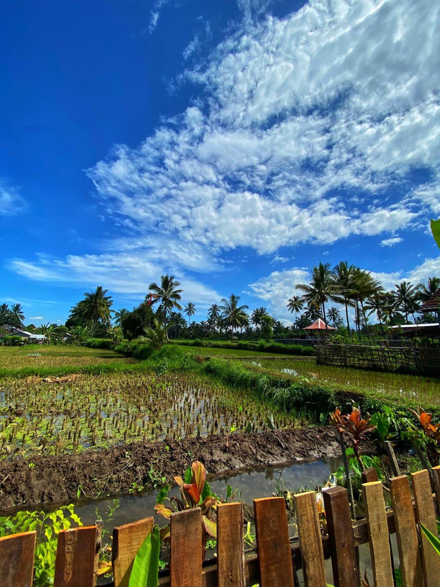 Alfarizi Homestay Tetebatu Oda fotoğraf