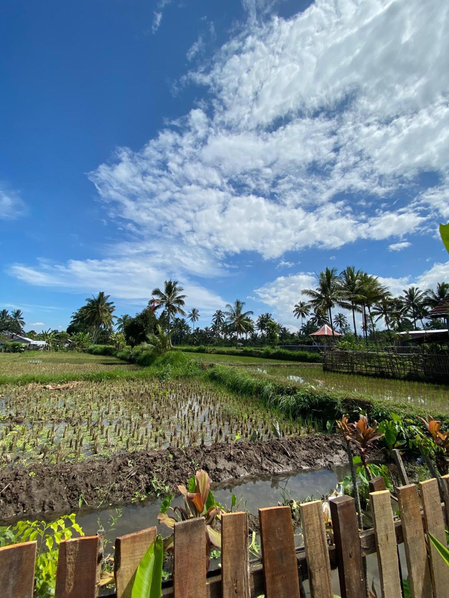 Alfarizi Homestay Tetebatu Dış mekan fotoğraf